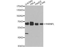 Western blot analysis of extracts of various cell lines, using HNRNPL antibody (ABIN5974591) at 1/1000 dilution. (HNRNPL anticorps)