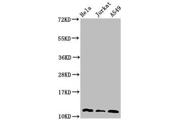 TXN anticorps  (AA 2-105)