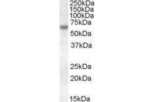 ABIN2562925 (1µg/ml) staining of HeLa lysate (35µg protein in RIPA buffer). (Granulin anticorps  (Internal Region))
