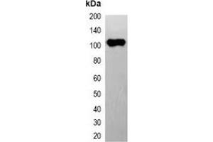 Western blot analysis of over-expressed EYFP-tagged protein in 293T cell lysate. (eYFP anticorps)