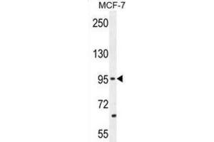 Western Blotting (WB) image for anti-Protocadherin 20 (PCDH20) antibody (ABIN2996299) (PCDH20 anticorps)