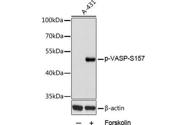 VASP anticorps  (pSer157)