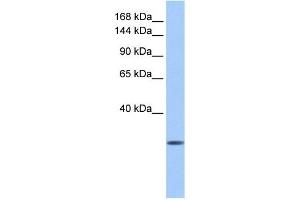 Calmin antibody used at 1 ug/ml to detect target protein. (CLMN anticorps)