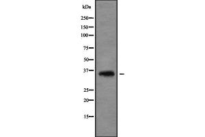 Western blot analysis Olfactory receptor 51I1 using JK whole cell lysates (OR51I1 anticorps)