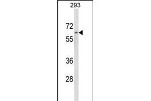 Western blot analysis of DOLK Antibody (Center) (ABIN652781 and ABIN2842513) in 293 cell line lysates (35 μg/lane). (Dolichol Kinase anticorps  (AA 312-339))
