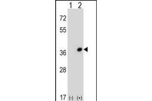 Western blot analysis of CDC42EP3 (arrow) using rabbit polyclonal CDC42EP3 Antibody (N-term) (ABIN652721 and ABIN2842477). (CDC42EP3 anticorps  (N-Term))