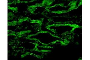 Immunohistochemistry analysis using Rabbit Anti-Aquaporin 4 Polyclonal Antibody . (Aquaporin 4 anticorps  (C-Term) (Atto 594))