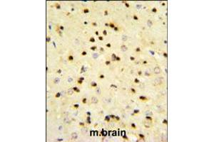 EBP1 Antibody IHC analysis in formalin fixed and paraffin embedded mouse brain tissue followed by peroxidase conjugation of the secondary antibody and DAB staining. (PA2G4 anticorps  (AA 228-255))