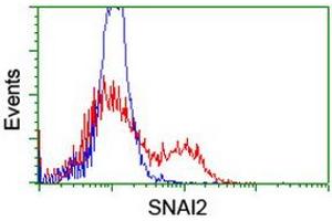 Image no. 8 for anti-Snail Family Zinc Finger 2 (SNAI2) antibody (ABIN1500980) (SLUG anticorps)