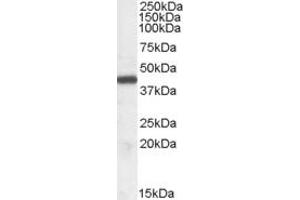 Western Blotting (WB) image for anti-Interleukin Enhancer Binding Factor 2, 45kDa (ILF2) (Internal Region) antibody (ABIN2466528) (ILF2 anticorps  (Internal Region))