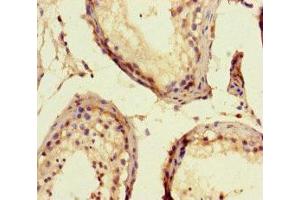 Immunohistochemistry of paraffin-embedded human testis tissue using ABIN7152064 at dilution of 1:100 (ELK1 anticorps  (AA 247-403))