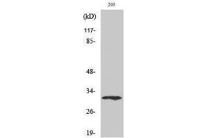 Western Blotting (WB) image for anti-X-Ray Repair Complementing Defective Repair in Chinese Hamster Cells 2 (XRCC2) (C-Term) antibody (ABIN3187507) (XRCC2 anticorps  (C-Term))