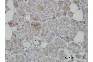 Immunoperoxidase of monoclonal antibody to TRIM35 on formalin-fixed paraffin-embedded human salivary gland. (TRIM35 anticorps  (AA 394-493))