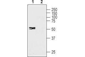 Western blot analysis of human SH-SY5Y neuroblastoma cell lysate: - 1. (GJC1 anticorps  (Intracellular))