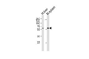 Western blot analysis of lysates from mouse liver, mouse spleen tissue lysate (from left to right), using Srms Antibody (Center) (ABIN6244149 and ABIN6577895). (SRMS anticorps  (AA 113-147))