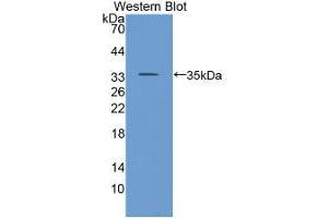 Western blot analysis of the recombinant protein. (CD24 anticorps  (AA 27-80))