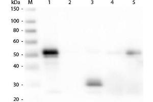 Western Blot of Anti-Rabbit IgG F(c) (DONKEY) Antibody . (Âne anti-Lapin IgG (Fc Region) Anticorps (Biotin) - Preadsorbed)