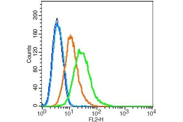 MNX1 anticorps  (AA 231-330)