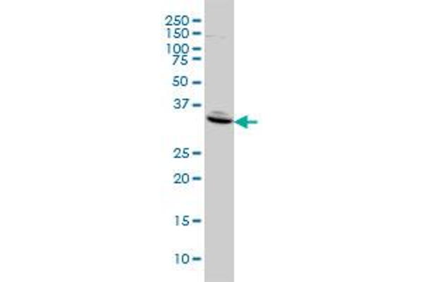 Follistatin anticorps  (AA 1-344)