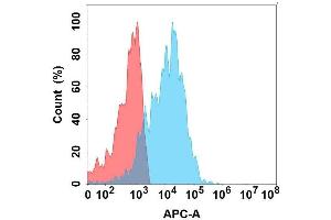 Flow cytometry analysis with Anti-EMCN on Expi293 cells transfected with human EMCN (Blue histogram) or Expi293 transfected with irrelevant protein (Red histogram). (Endomucin anticorps)