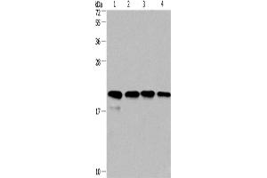 Western Blotting (WB) image for anti-Peptidylprolyl Isomerase F (PPIF) antibody (ABIN2423224) (PPIF anticorps)