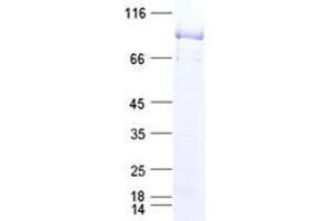 Validation with Western Blot (CD36 Protein (CD36) (His tag))