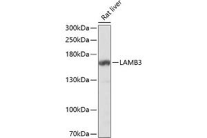 Western blot analysis of extracts of rat liver, using L Antibody  at 1:1000 dilution. (Laminin beta 3 anticorps  (AA 18-230))