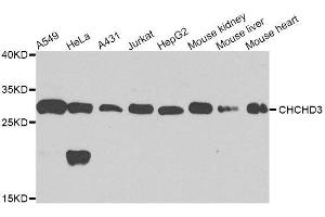 Western blot analysis of extracts of various cell lines, using CHCHD3 antibody. (CHCHD3 anticorps  (AA 1-227))