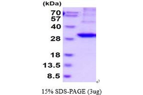 Kallikrein 2 Protein (KLK2) (AA 25-261) (His tag)