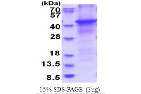 HAPLN1 Protein (AA 16-354) (His tag)