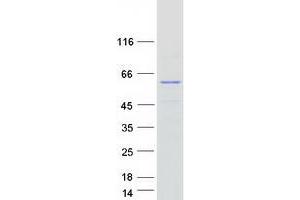 Validation with Western Blot (SPRYD3 Protein (Myc-DYKDDDDK Tag))