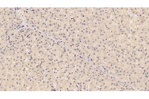 Detection of ADPN in Porcine Liver Tissue using Monoclonal Antibody to Adiponectin (ADPN) (ADIPOQ anticorps  (AA 18-243))