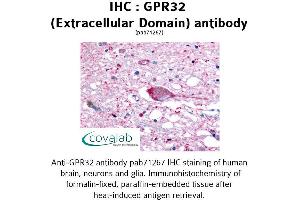 Image no. 1 for anti-G Protein-Coupled Receptor 32 (GPR32) (2nd Extracellular Domain) antibody (ABIN1735059) (GPR32 anticorps  (2nd Extracellular Domain))