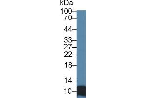 Western blot analysis of Human HepG2 cell lysate, using Human SRP9 Antibody (1 µg/ml) and HRP-conjugated Goat Anti-Rabbit antibody ( (SRP9 anticorps  (AA 2-86))