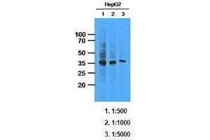Western Blotting (WB) image for anti-AKR1C1 / DHH1 antibody (ABIN614310) (AKR1C1 / DHH1 anticorps)
