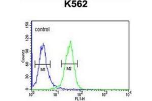 Flow cytometric analysis of K562 cells using PGP Antibody (N-term) Cat. (PGP anticorps  (N-Term))