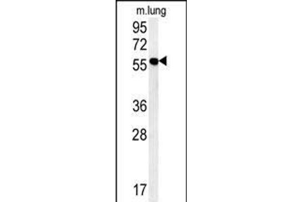 ZMYND10 anticorps  (C-Term)