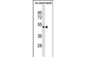 Western blot analysis in mouse stomach tissue lysates (35ug/lane). (Annexin a10 anticorps  (C-Term))