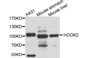 Western blot analysis of extracts of various cell lines, using HOOK2 antibody (ABIN5974524) at 1/1000 dilution. (HOOK2 anticorps)