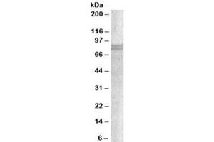 Western blot testing of A549 lysate with SNX18 antibody at 1ug/ml. (SNX18 anticorps)