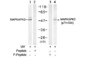 Image no. 3 for anti-Mitogen-Activated Protein Kinase-Activated Protein Kinase 2 (MAPKAPK2) (pThr334) antibody (ABIN197079) (MAPKAP Kinase 2 anticorps  (pThr334))