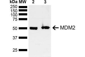 Western blot analysis of Mouse, Rat Brain showing detection of ~40 kDa MDM2 protein using Rabbit Anti-MDM2 Polyclonal Antibody (ABIN5667995). (MDM2 anticorps  (AA 100-200) (Atto 488))