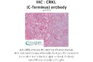 Image no. 1 for anti-V-Crk Sarcoma Virus CT10 Oncogene Homolog (Avian)-Like (CRKL) (C-Term) antibody (ABIN1733317) (CrkL anticorps  (C-Term))