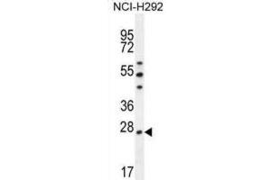 Western Blotting (WB) image for anti-Peroxiredoxin 4 (PRDX4) antibody (ABIN2996535) (Peroxiredoxin 4 anticorps)