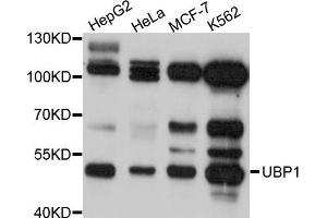Western blot analysis of extracts of various cell lines, using UBP1 antibody (ABIN5972309) at 1/1000 dilution. (UBP1 anticorps)