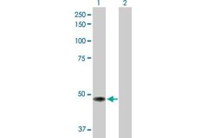 Western Blot analysis of TP53 expression in transfected 293T cell line by TP53 MaxPab polyclonal antibody. (p53 anticorps  (AA 1-393))