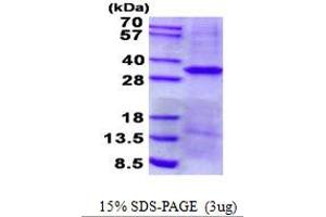 Image no. 1 for Epithelial Cell Adhesion Molecule (EPCAM) protein (His tag) (ABIN1098717) (EpCAM Protein (His tag))