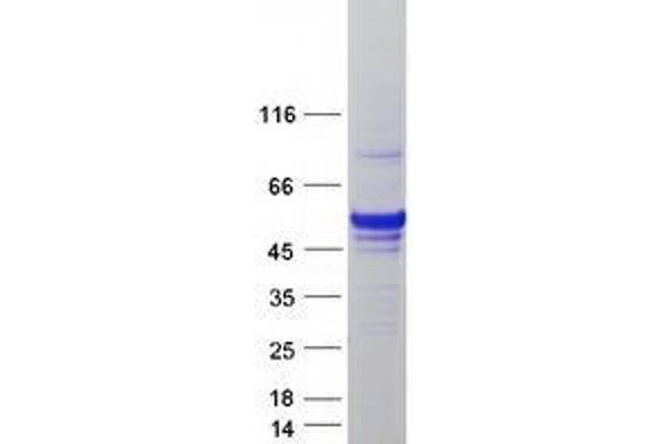 UXS1 Protein (Myc-DYKDDDDK Tag)