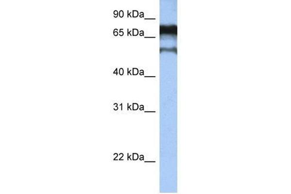 ZNF780B anticorps  (N-Term)