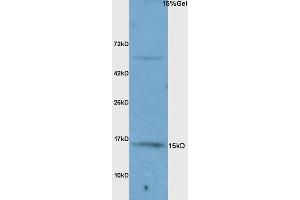 L1 rat brain lysates probed with Anti FABP7/BLBP/FABP(brain) Polyclonal Antibody, Unconjugated (ABIN739475) at 1:200 overnight at 4 °C. (FABP7 anticorps  (AA 6-23))